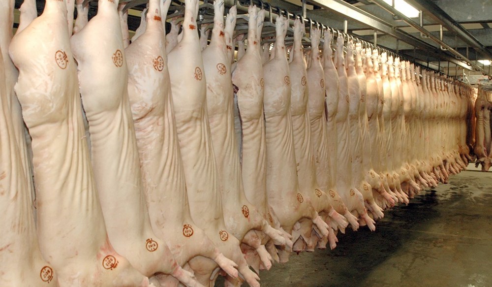 Pork carcasses hanging in a line in an abattoir.